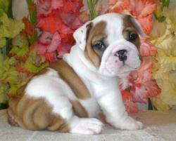 Don't miss what's happening in your neighborhood. La Cute English Bulldog Puppies For Adoption