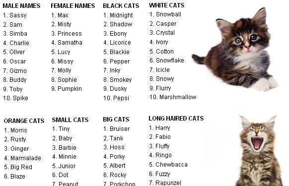 Gothic Female Cat  Names  designhorses