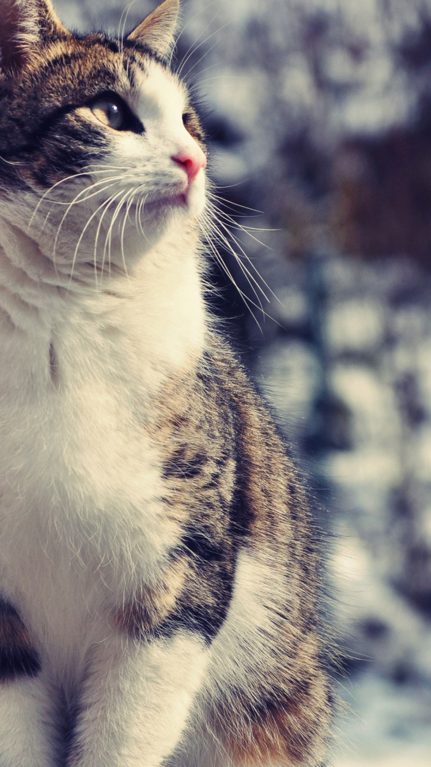 最高スマホ 猫 壁紙 最高の壁紙hd