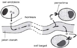 Biologi Sistem Koordinasi Sistem Hormon pada Manusia