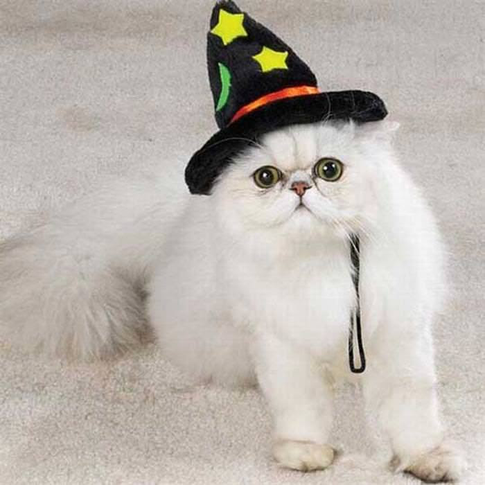 22 Cats Wearing Hats