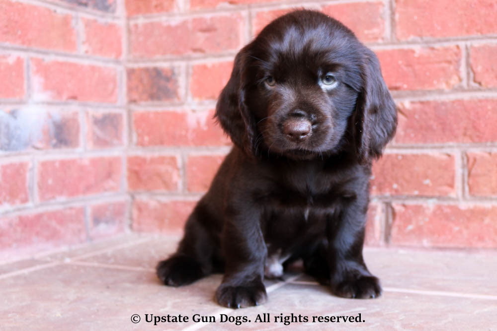 With thousands of boykin spaniel puppies for sale and hundreds of boykin spaniel dog breeders, you're sure to find the perfect boykin spaniel puppy. Boykin Spaniel Puppies Available Off 74 Www Usushimd Com