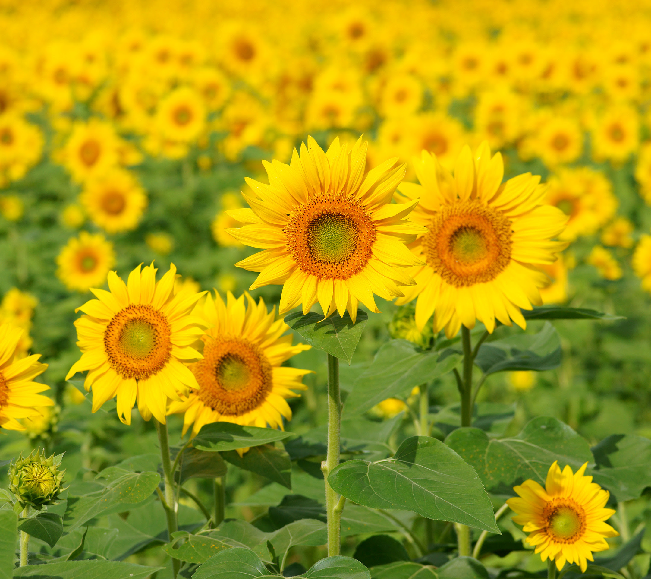 新着スマホ 壁紙 ひまわり 最高の花の画像
