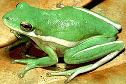 Muhammad Ridwan Kelompok Hewan  Invertebrata dan  Vertebrata