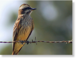 WPTV_VARIEGATED_FLYCATCHER_144.png