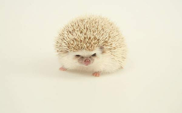 動物画像無料 トップ100 壁紙 ハリネズミ 可愛い 画像