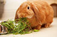 Что едят кролики в домашних условиях: список