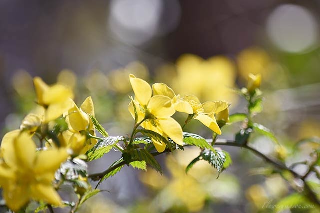 無料ダウンロード日向 に 咲く 花 すべての美しい花の画像