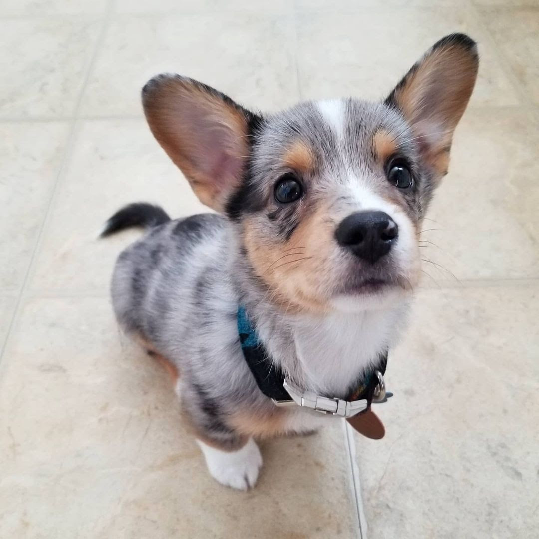 My wife and i are ph.d. 8 Things You Need To Know Before Buying A Merle Corgi Ned Hardy