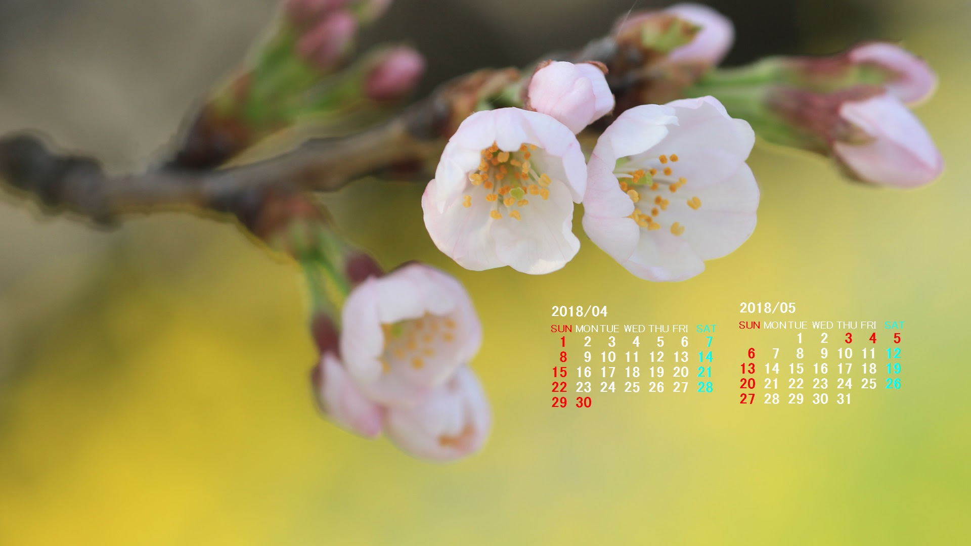 春 壁紙 無料 Jpbestwallpaper