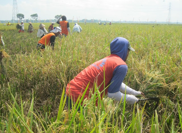 32 Gambar Orang Panen Padi Di Sawah Kumpulan Gambar 