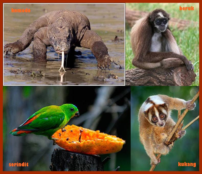 Contoh Gambar Fauna Asiatis Contoh Muse