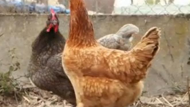VIDEO. Poules pondeuses : les cocottes ont la cote dans les foyers