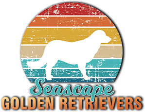 Occasionally older pups or retiring adults. Seascape Golden Retrievers Trained Golden Retriever Puppies And Adult Dogs Southern California