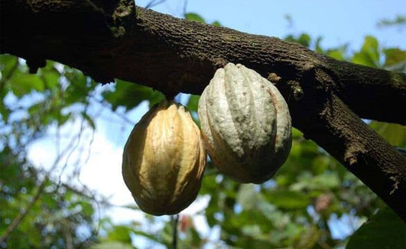 Harvesting cacao for chocolate still a manual process in Mexico