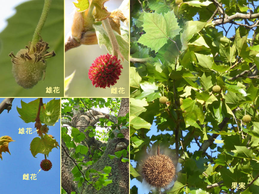 上プラタナス 花 すべての美しい花の画像