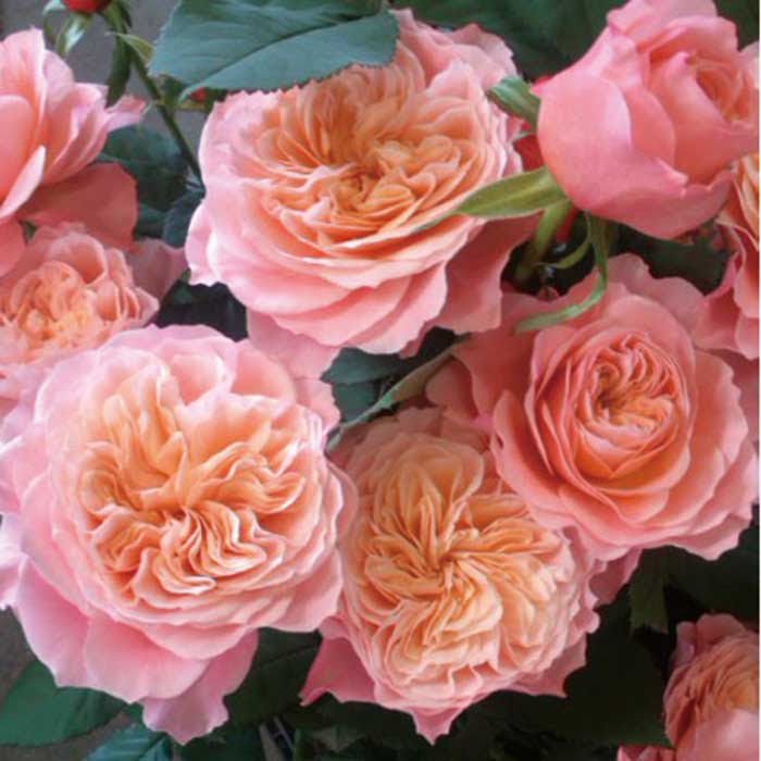 最高のコレクション ピンク バラ 種類 ピンク 薔薇 種類 Melimpahtrgol