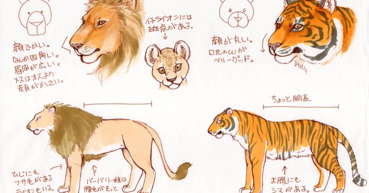 完了しました トラ ライオン イラスト 簡単
