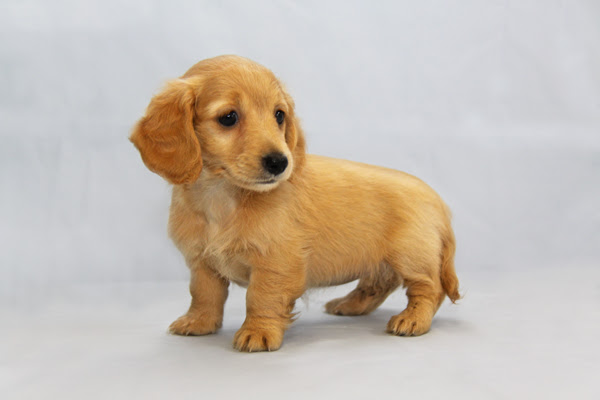 100以上 かわいい ミニチュア ダックス フンド かわいい ダックス フント Ikipicapixnem