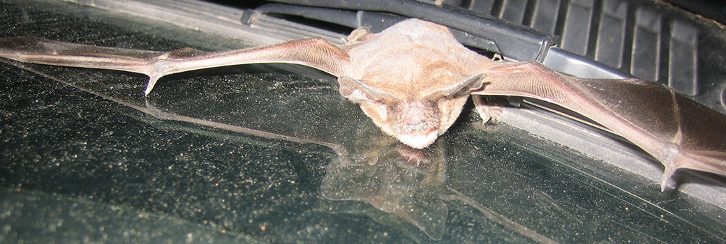 You can't just get rid of bats any time of year. Will A Pest Control Company Remove A Bat