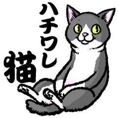 ハチワレ猫 イラスト イラスト素材