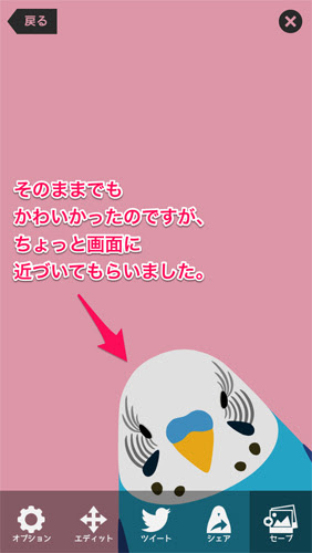 かわいい インコ 画像 待ち受け Udin
