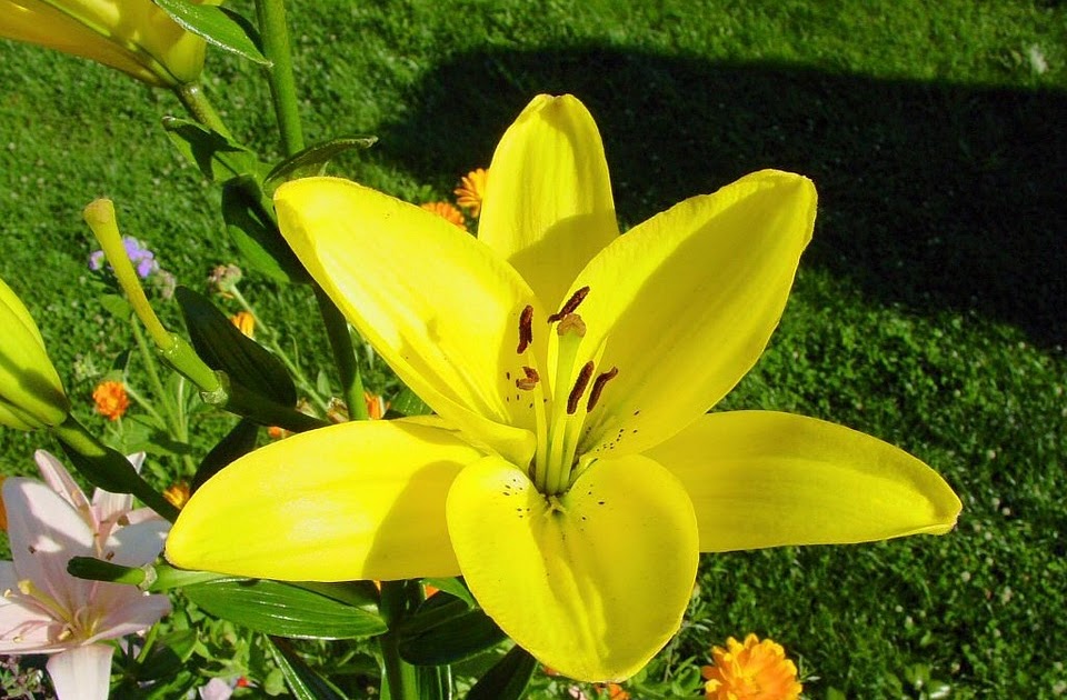  Gambar  Bunga Bakung Kuning  Gambar  Bunga