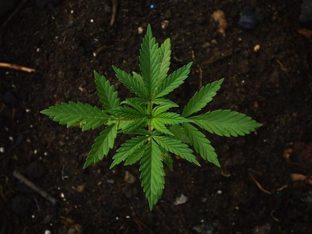MamÃ¡ e hija cultivan 