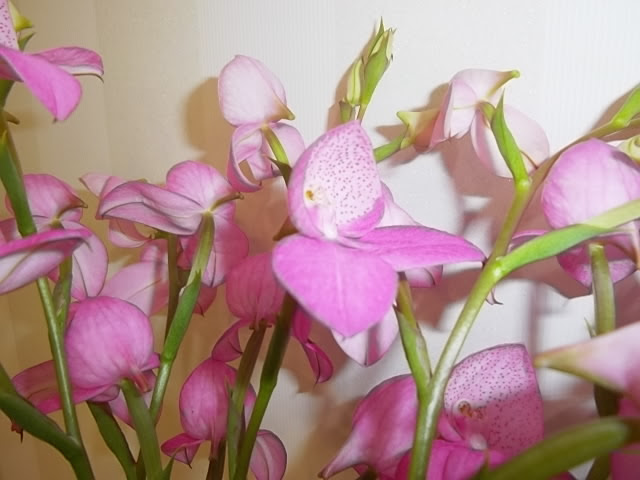 100 Epic Best珍しい アフリカ 花 最高の花の画像
