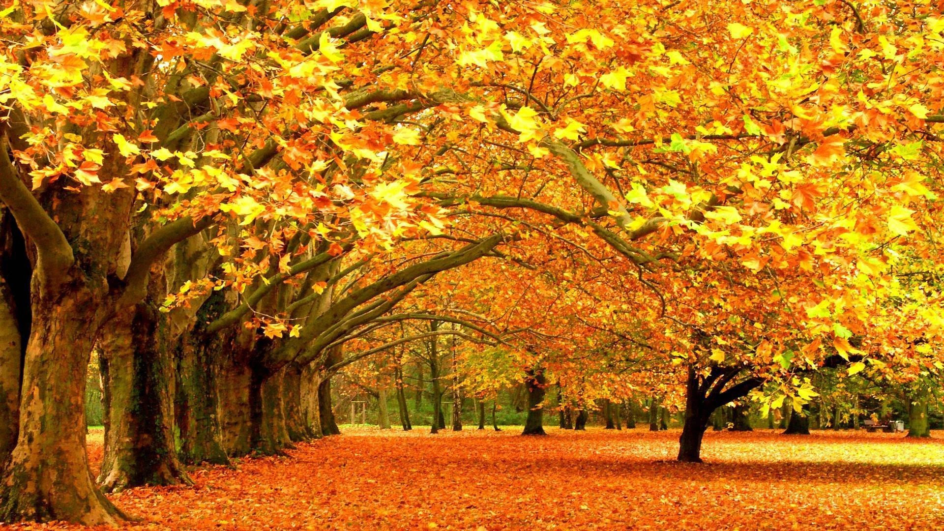 紅葉 壁紙 Jpbestwallpaper