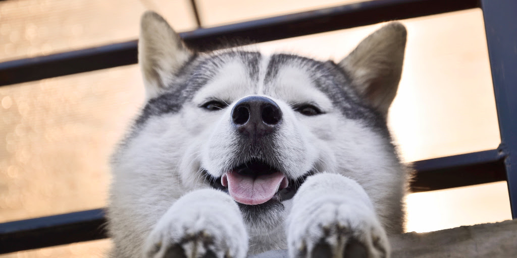 Maybe you would like to learn more about one of these? 8 Vital Tips On How To Contain A Husky Alpha Trained Dog