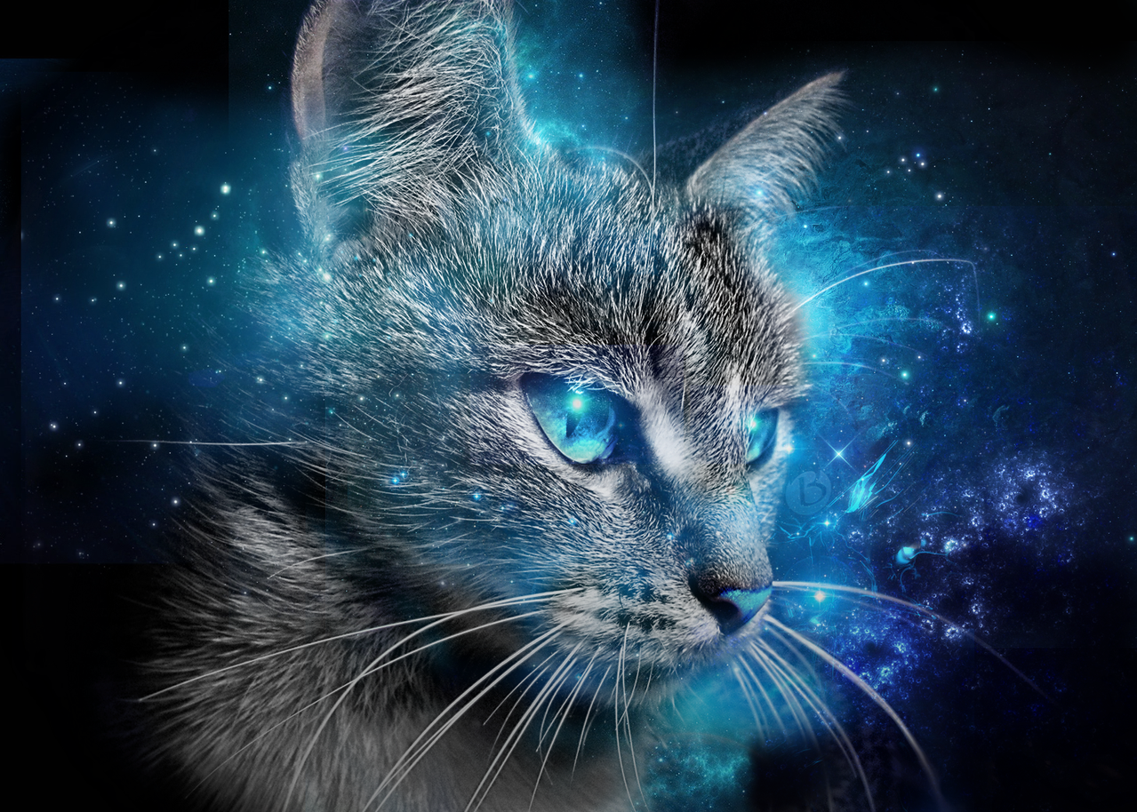 Koleksi Wallpaper  Cat  Blue  wallpaper  cermin