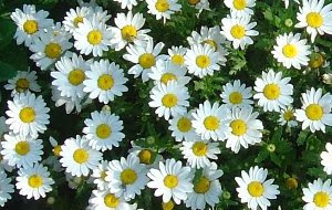 すべての美しい花の画像 元の花 スノー ホワイト