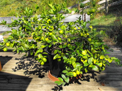 The lime tree sapling is a tree sapling added by tropicraft. Dwarf Citrus Tree Care
