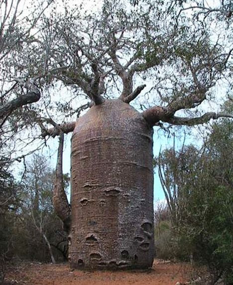 Baobob tree