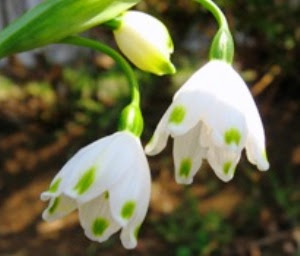 すべての美しい花の画像 トップ100 2 月 16 日 誕生 花