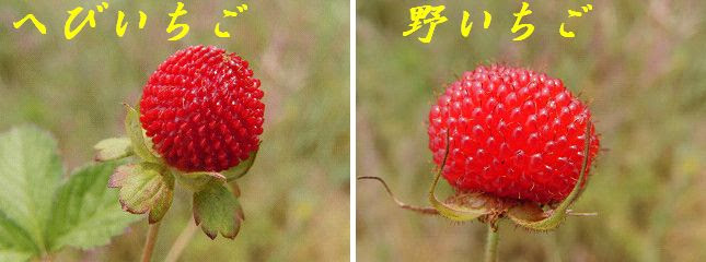すべての美しい花の画像 元のへび いちご 画像