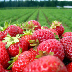 NC Strawberry Grower