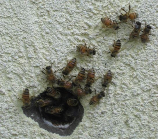 Using a stethoscope, you can listen to the wall to hear. Got Bees Hive Dynamics