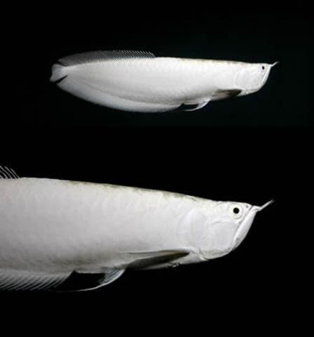 Arwana Platinum Ikan Termahal Di Dunia
