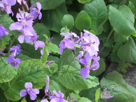 トップ100雑草 花 紫 最高の花の画像