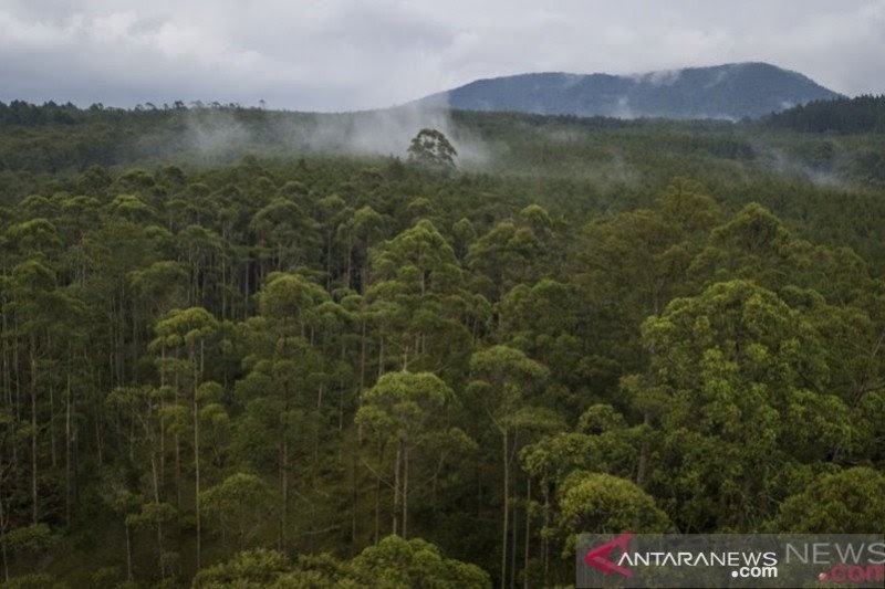 Kalimantan Selatan contoh pengelolaan fungsi hutan Jatim - ANTARA | Contoh Contoh Blog