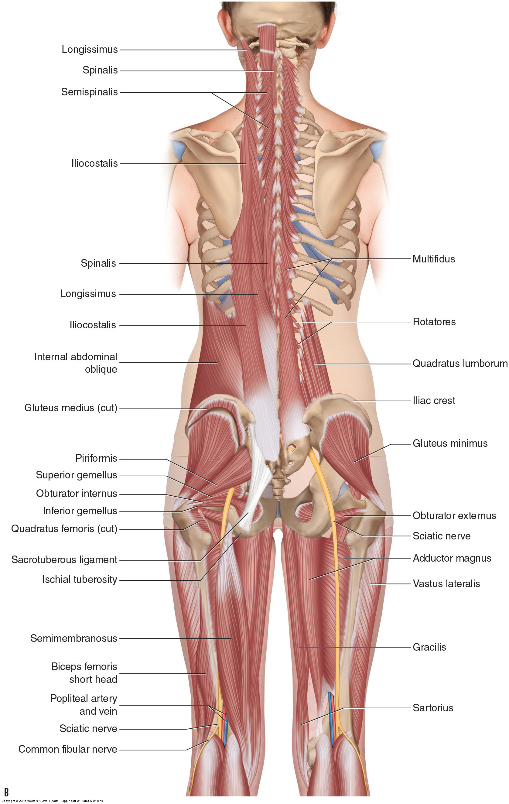 They begin under the gluteus maximus behind the hipbone and attach to the tibia at the knee. Muscles Of The Lumbar Spine Of The Trunk