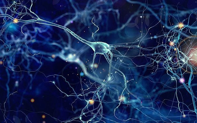 An illustrative image of neurons, or brain cells (whitehoune; iStock by Getty Images)