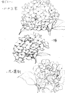 美しい花の画像 無料ダウンロード花束 イラスト 花束 描き方
