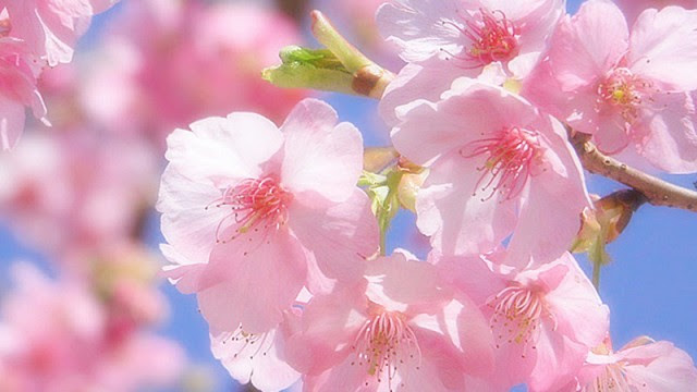 無料ダウンロード３月 花 すべての美しい花の画像