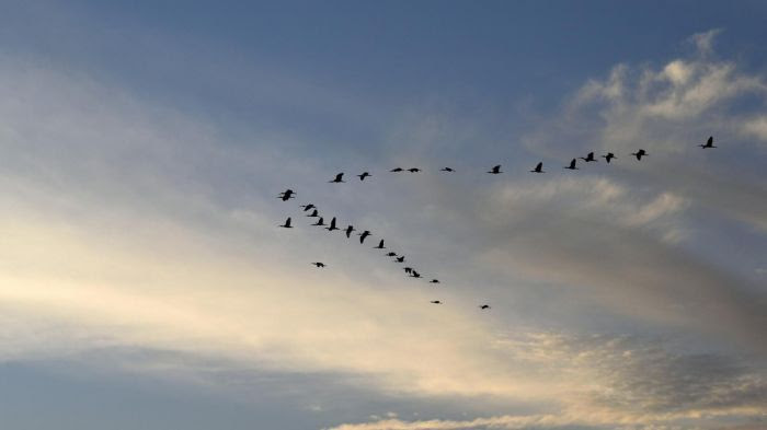 Un vol d'oiseaux migrateurs