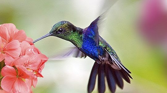 For hummingbirds shrubs and bushes work well so that they can retreat to them when the weather turns. Attracting Hummingbirds Butterflies By Mark Cullen Premier Tech Home And Garden