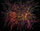 A network of cortical neurons whose connections were traced from a multi-terabyte 3D data set. The data were created by an electron microscope designed and built at Harvard Medical School to collect millions of images in nanoscopic detail, so that every one of the “wires” could be seen, along with the connections between them. Some of the neurons are color-coded according to their activity patterns in the living brain. This is the newest example of functional connectomics, which combines high-throughput functional imaging, at single-cell resolution, with terascale anatomy of the very same neurons. (credit: Clay Reid, Allen Institute; Wei-Chung Lee, Harvard Medical School; Sam Ingersoll, graphic artist)