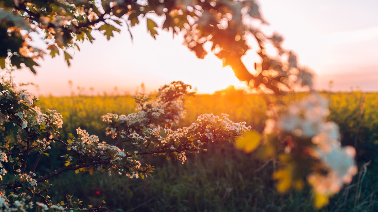 Puesta de sol en un campo